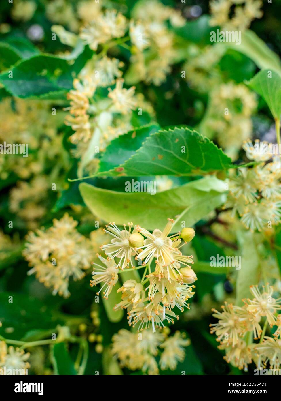 Lindenblüte (Tilia cordata) - dicht blühender Lindenzweig Stockfoto