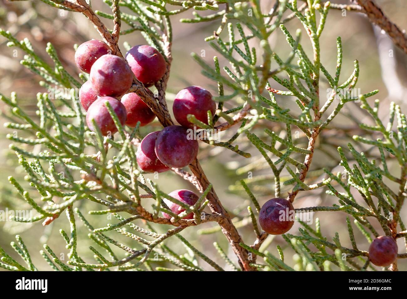 Juniperus phoenicea L, schwarzer Wacholder oder glatter Wacholder. Allgemein bekannt als phönizischer Wacholder, ist ein Strauch oder kleiner immergrüner Baum, mit skalierten Blättern a Stockfoto