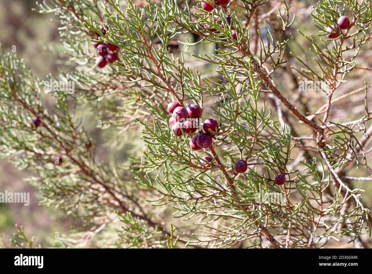 Juniperus phoenicea L, schwarzer Wacholder oder glatter Wacholder. Allgemein bekannt als phönizischer Wacholder, ist ein Strauch oder kleiner immergrüner Baum, mit skalierten Blättern a Stockfoto