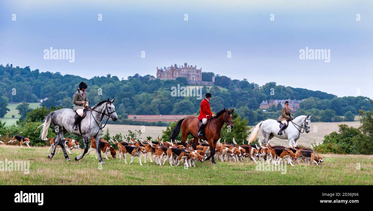 Belvoir, Grantham, Lincolnshire - die Belvoir Hounds, ein Foxhound-Rudel, draußen für die frühmorgendliche Hundeübung, Belvoir Castle im Hintergrund Stockfoto