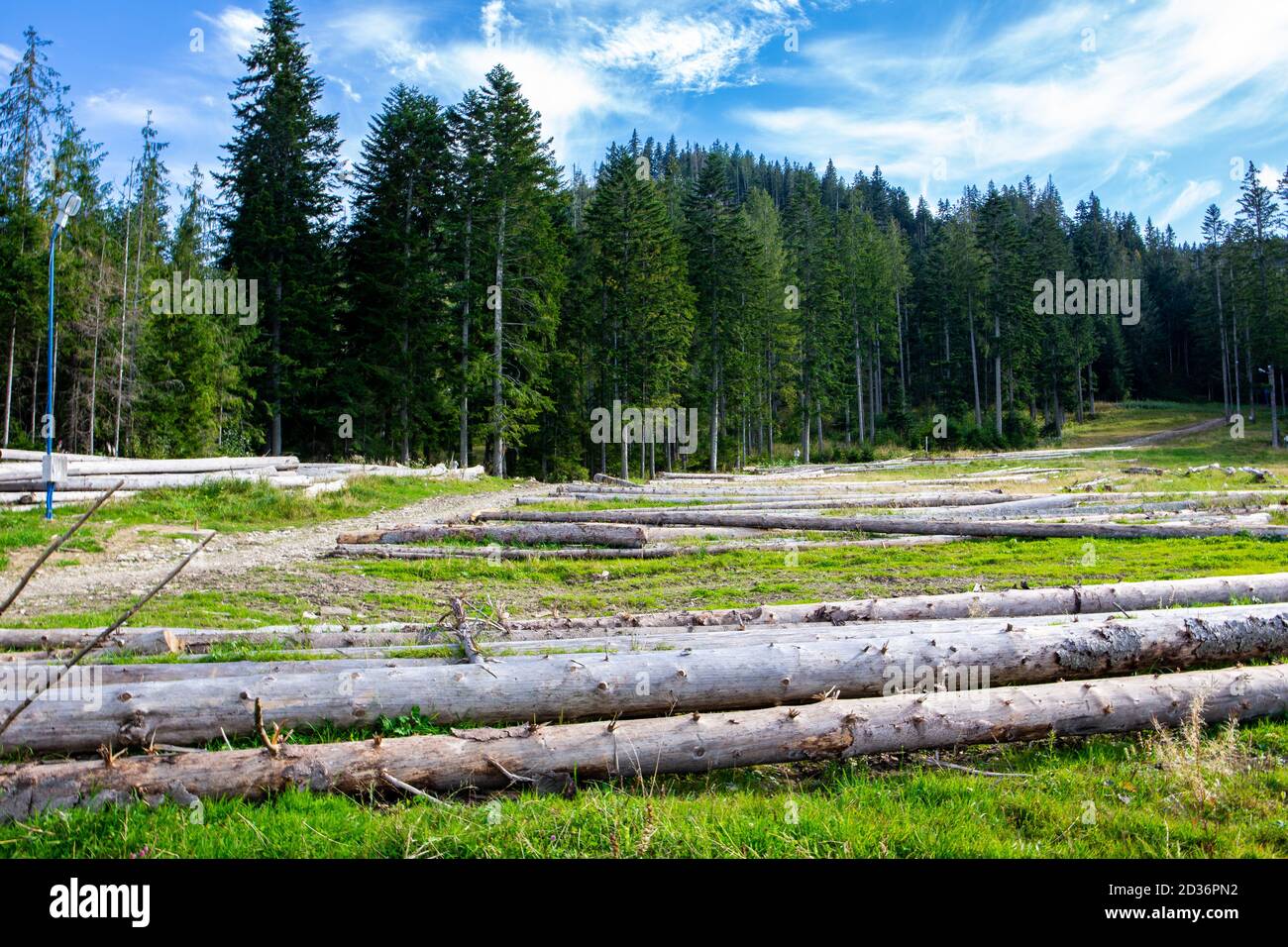 Baumstämme auf einer Wiese in der Tatra, Polen, mehrere Baumstämme liegen im Nadelwald. Stockfoto