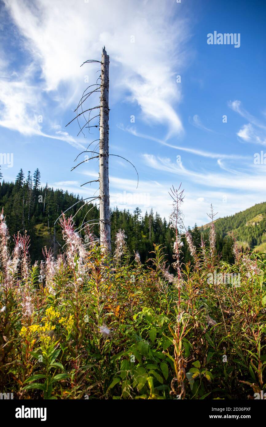 Trockener Baumstamm und rosa Feuerwespe (Chamaenerion angustifolium) blüht im Lejowa-Tal in der Tatra, mit Nadelwäldern und Kiefern im Th Stockfoto