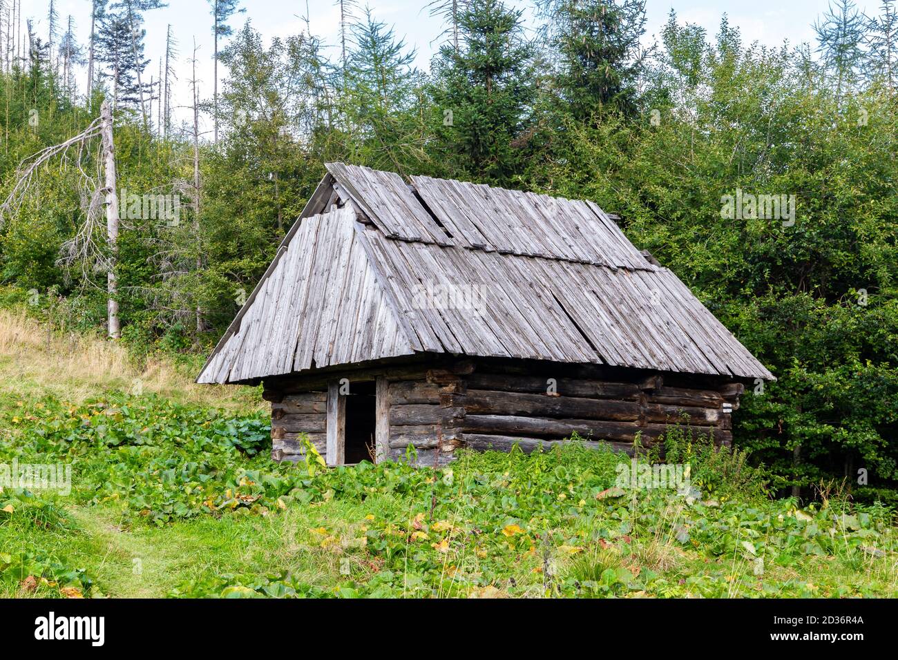 Traditionelle polnische Hochländer Stil hölzerne Schäferhütte auf einer Lichtung, unter Kiefern im Koscieliska Tal in Tatra Gebirge, Polen Stockfoto