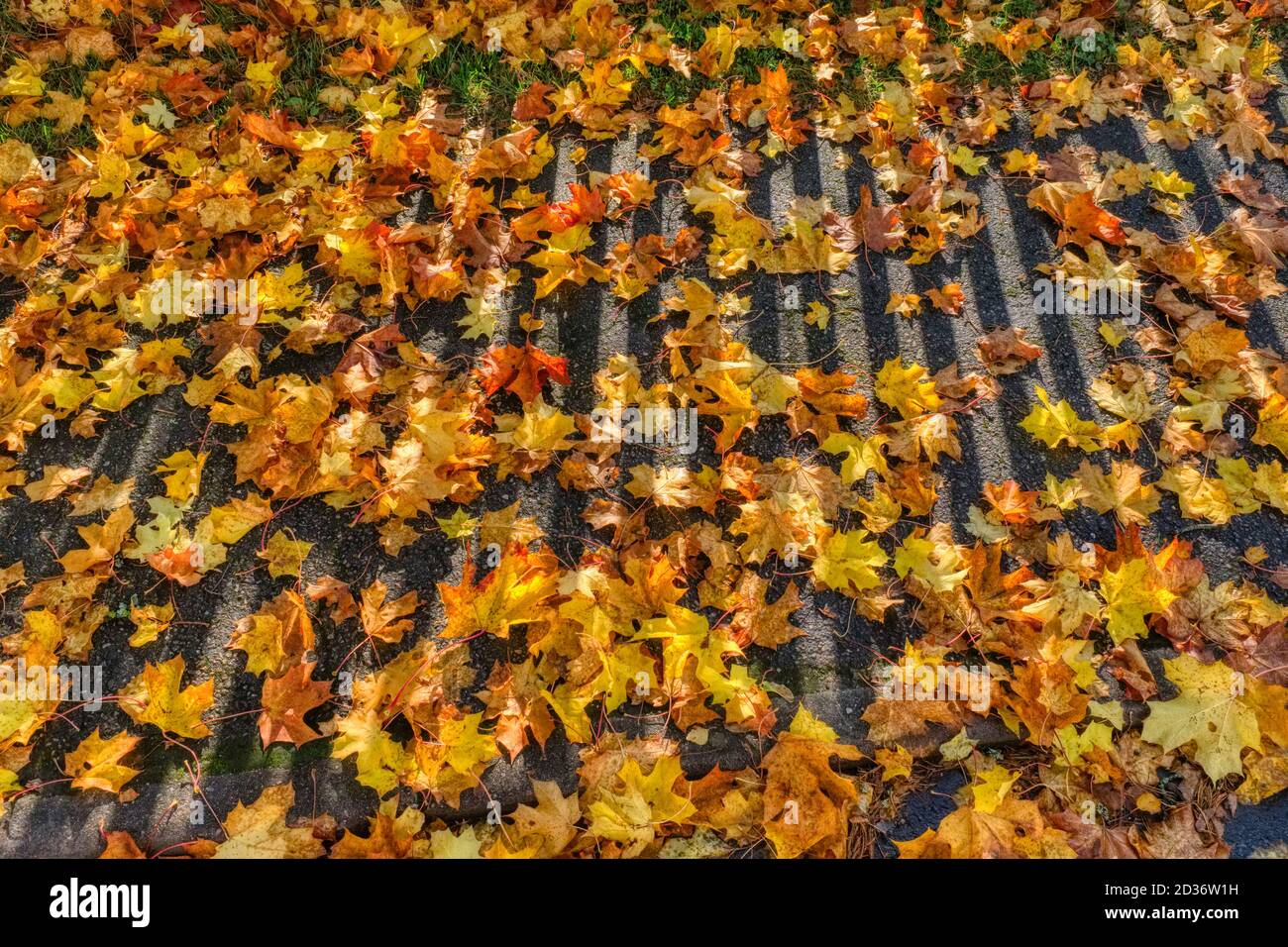 Viele Herbstblätter auf dem Boden Stockfoto