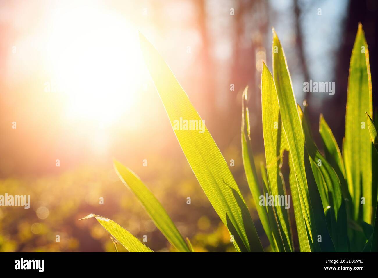 Grünes frisches Gras auf Sonnenlicht Hintergrund. Selektiver Fokus, Kopierbereich Stockfoto