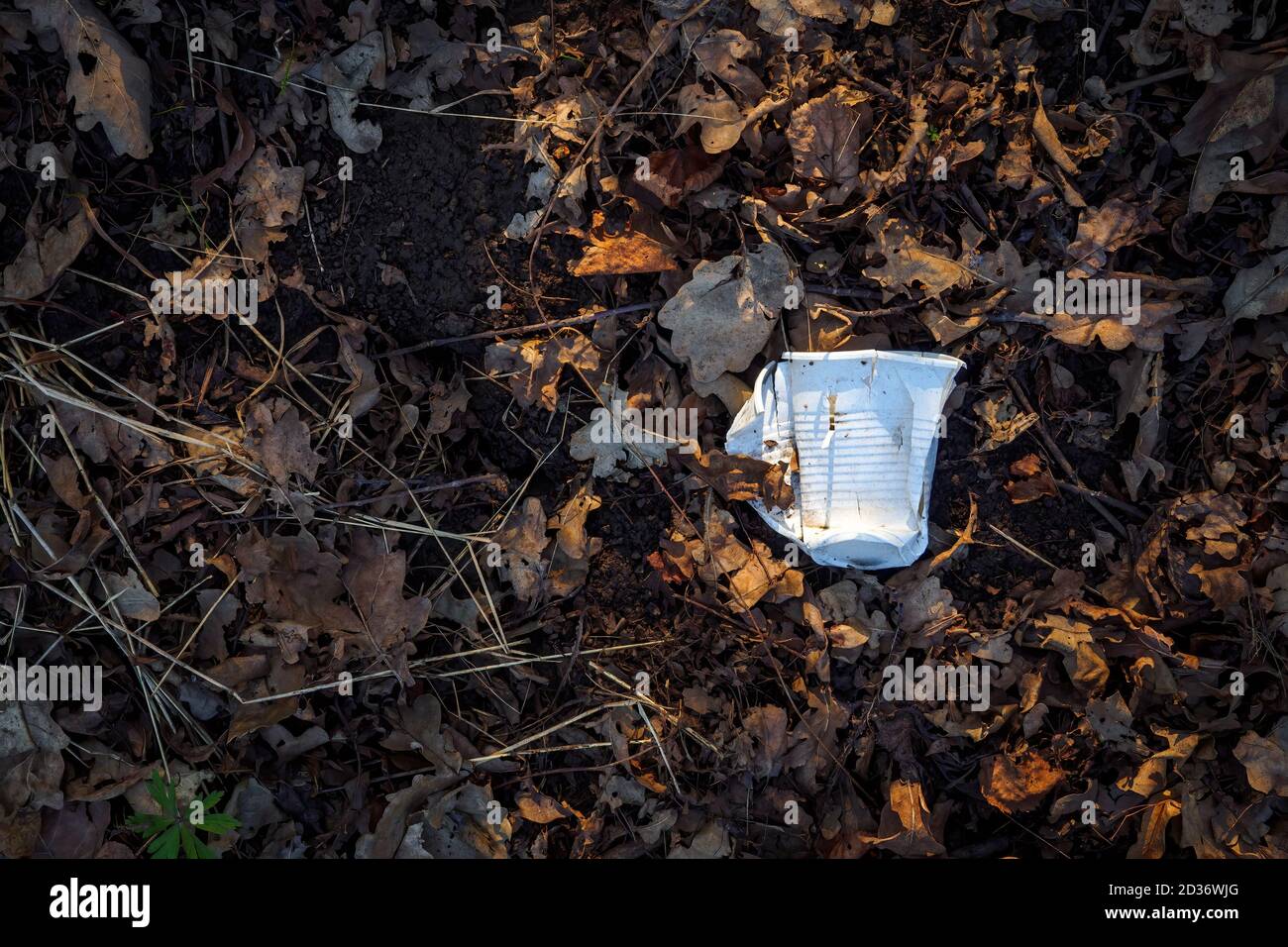 Weißer zerbrochener Plastikbecher auf dem Boden zwischen trockenen braunen Blättern. Konzept der Umweltverschmutzung. Platz kopieren, Draufsicht Stockfoto