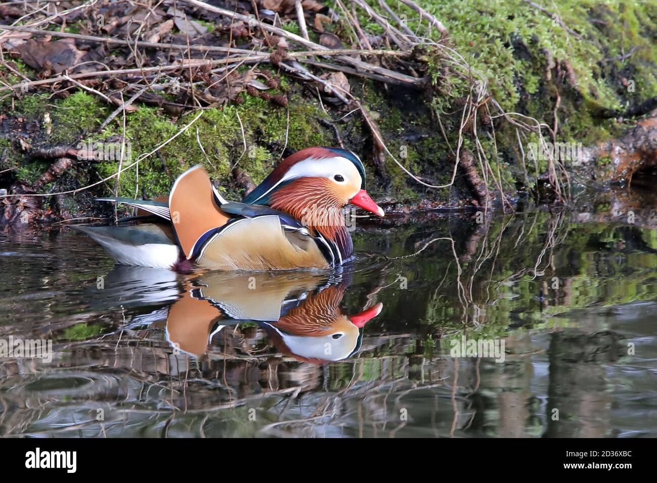 Mandarin Ente Stockfoto