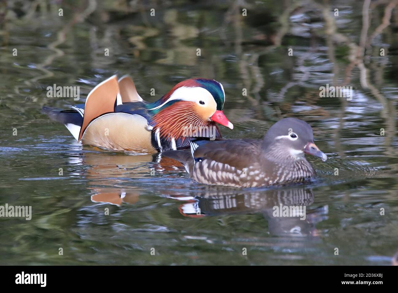 Mandarin Ente Stockfoto