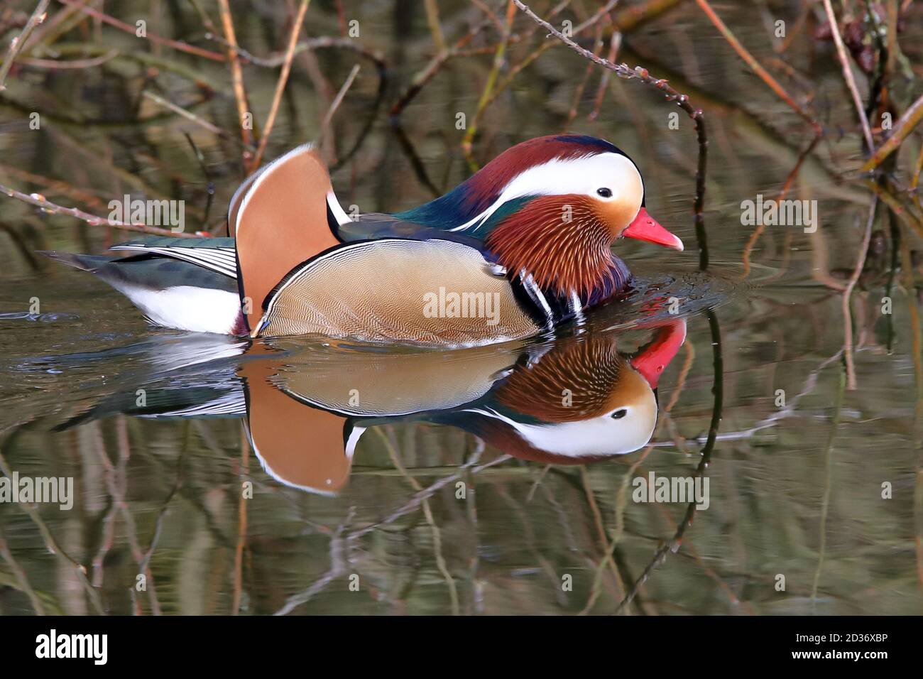 Mandarin Ente Stockfoto