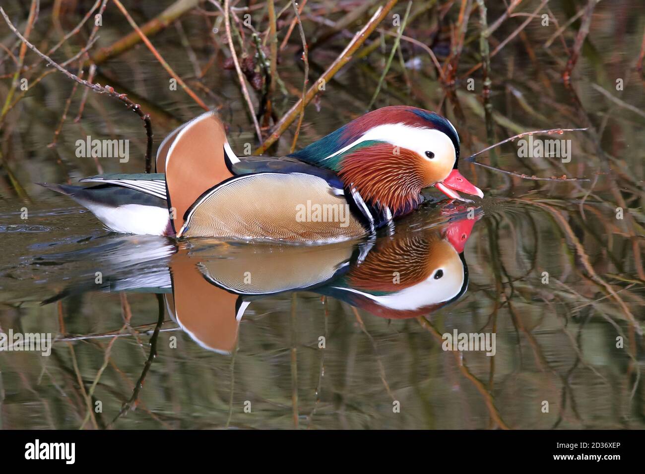 Mandarin Ente Stockfoto