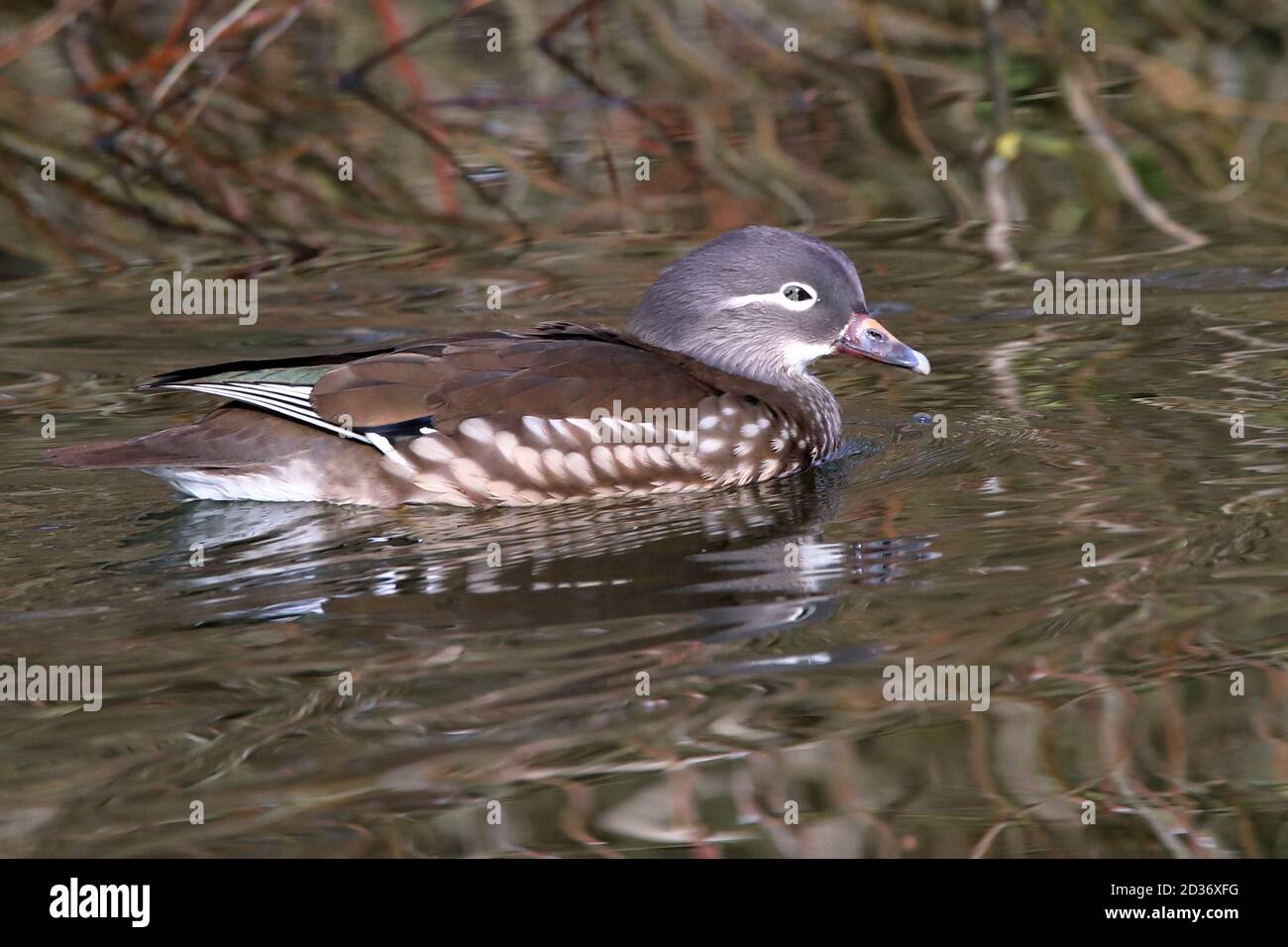 Mandarin Ente Stockfoto