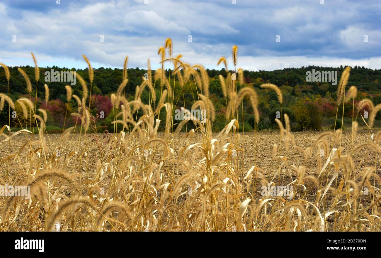 Hohe hellgelbe Gräser am Rand eines geernteten Kornfeldes. Stockfoto