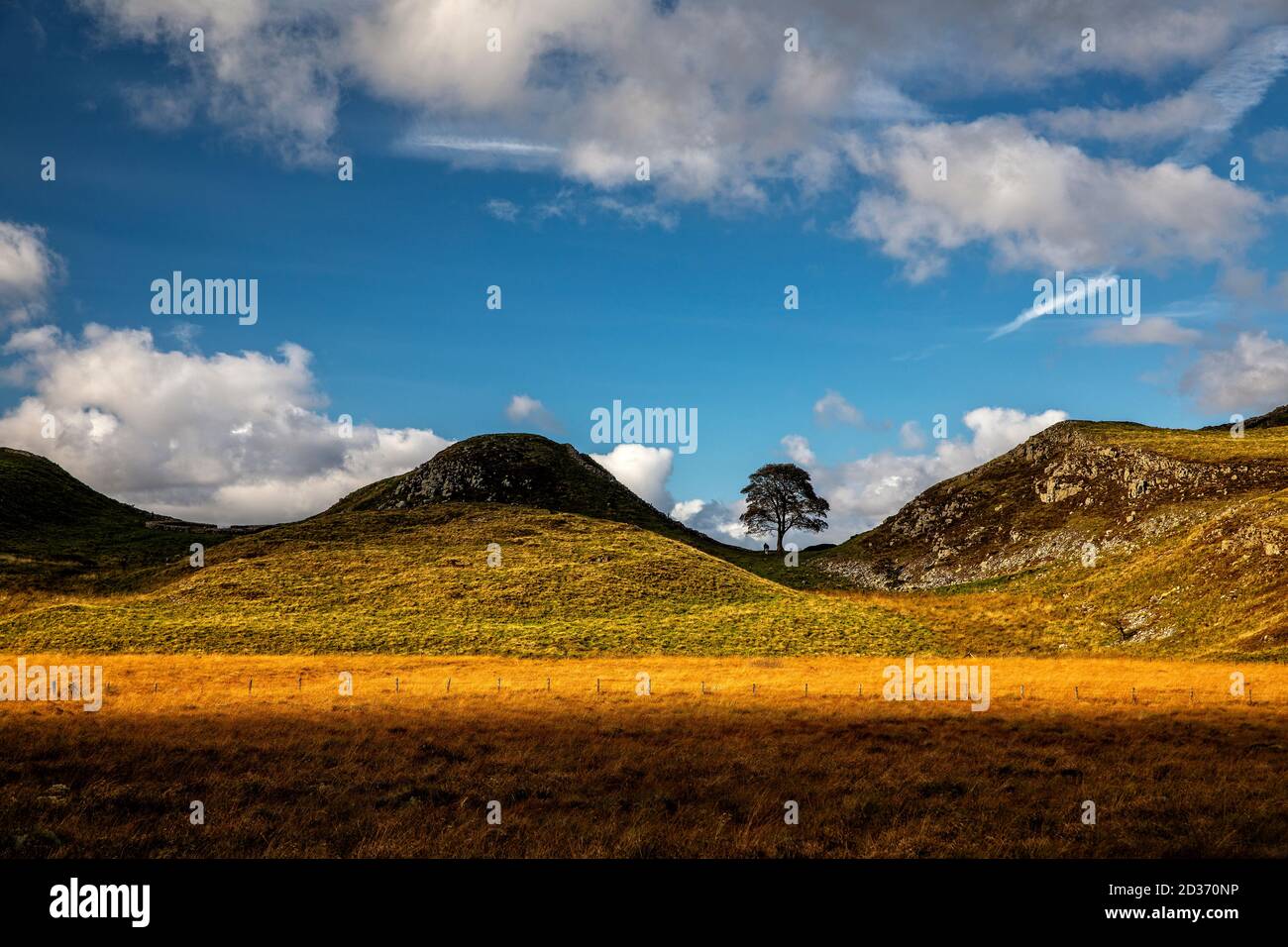 Sycamore Gap in Northumberland Stockfoto