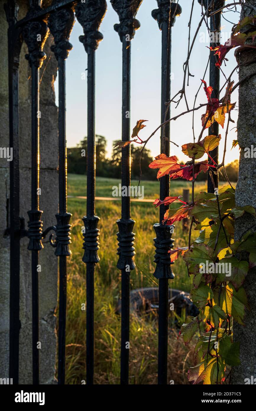 Die Abendsonne erleuchtet die herbstlichen Blätter des Efeus, der auf schmiedeeisernen Toren im Palmerstown House und Golfclub, Johnstown, County Kildare, Irland, wächst Stockfoto