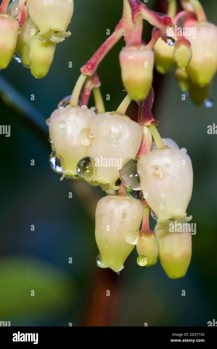 blütenstand des Erdbeerbaums Stockfoto