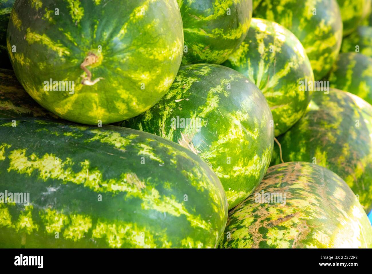 Viele Big Sweet Green Bio-Wassermelonen auf dem türkischen Bauernmarkt in Antalia, Türkei. Ernährung Und Vitamine Stockfoto