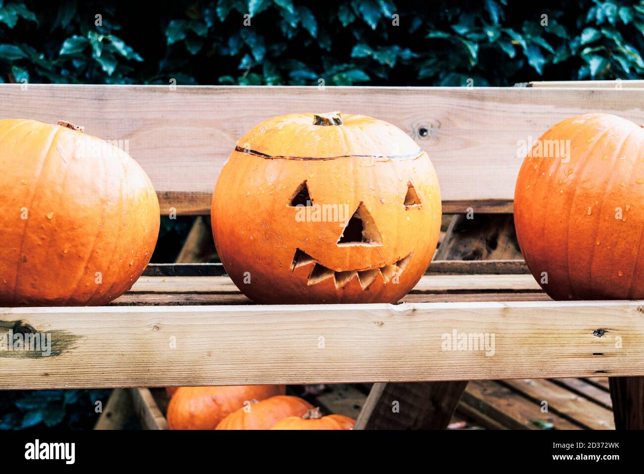 Drei Kürbisse auf einem Holzgestell, der mittlere hat ein Halloween Gesicht darin geschnitzt Stockfoto