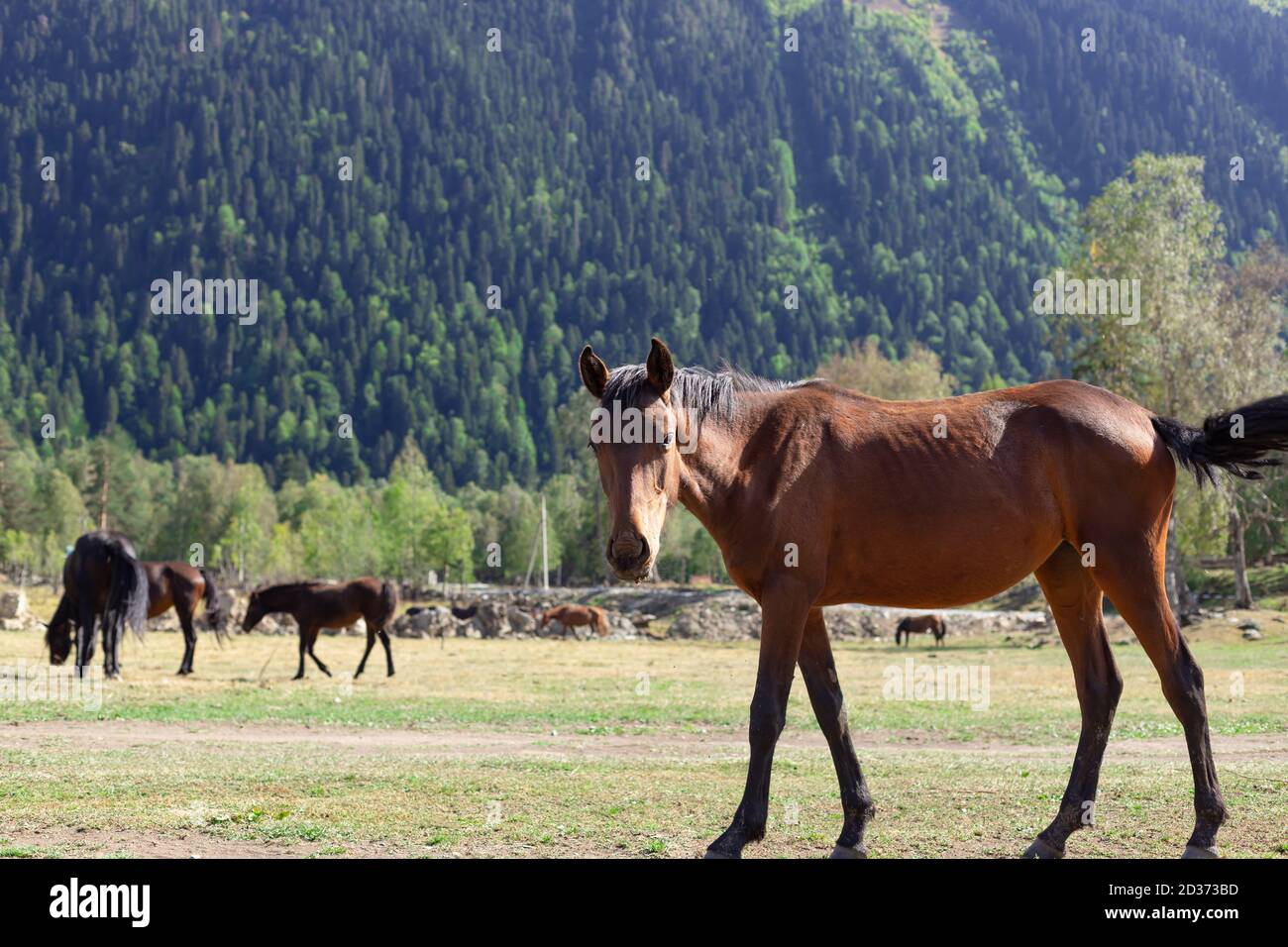 Schönes rotes Pferd mit schwarzer Mähne auf einer Alm Stockfoto