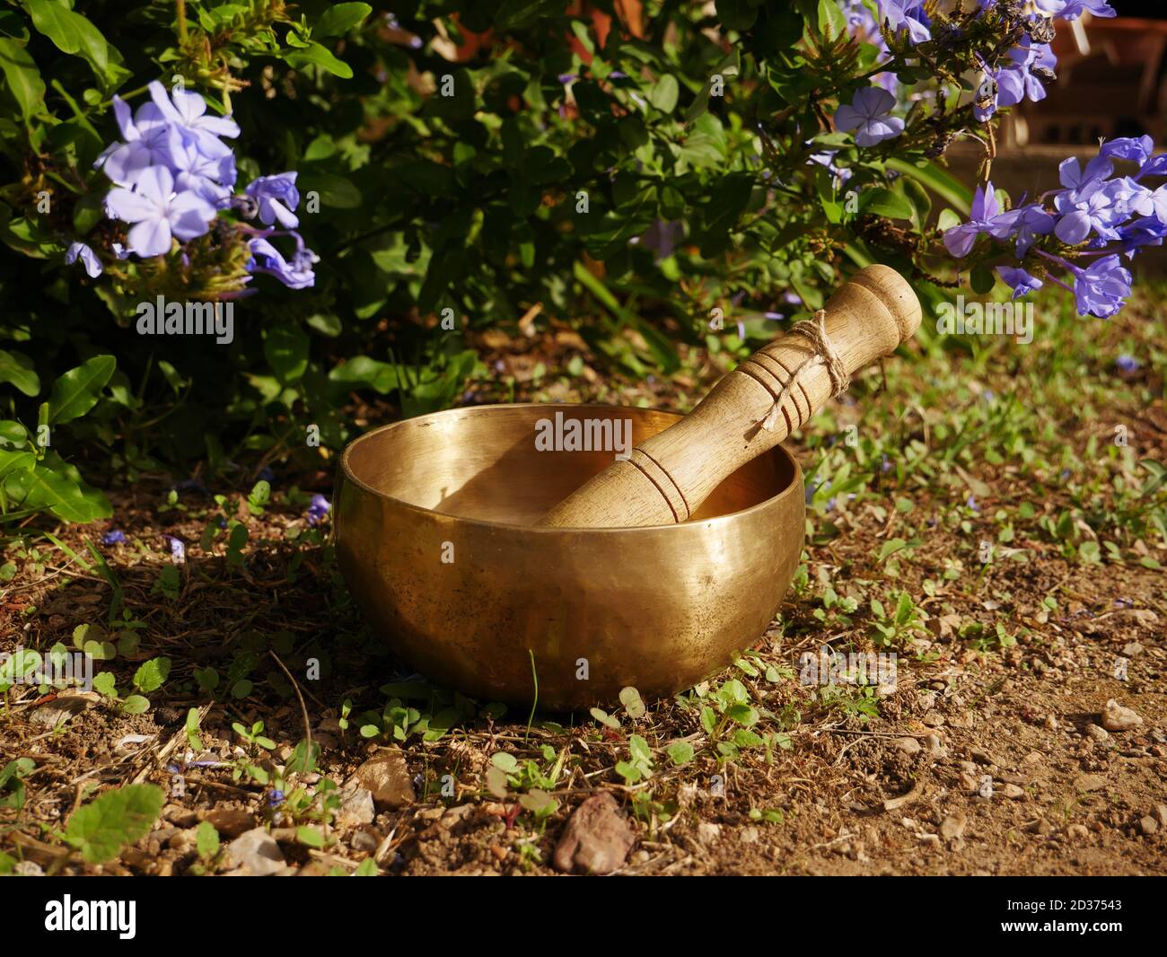 Singende Schüssel auf dem Boden mit Plumbago Blumen in platziert Hintergrund Stockfoto