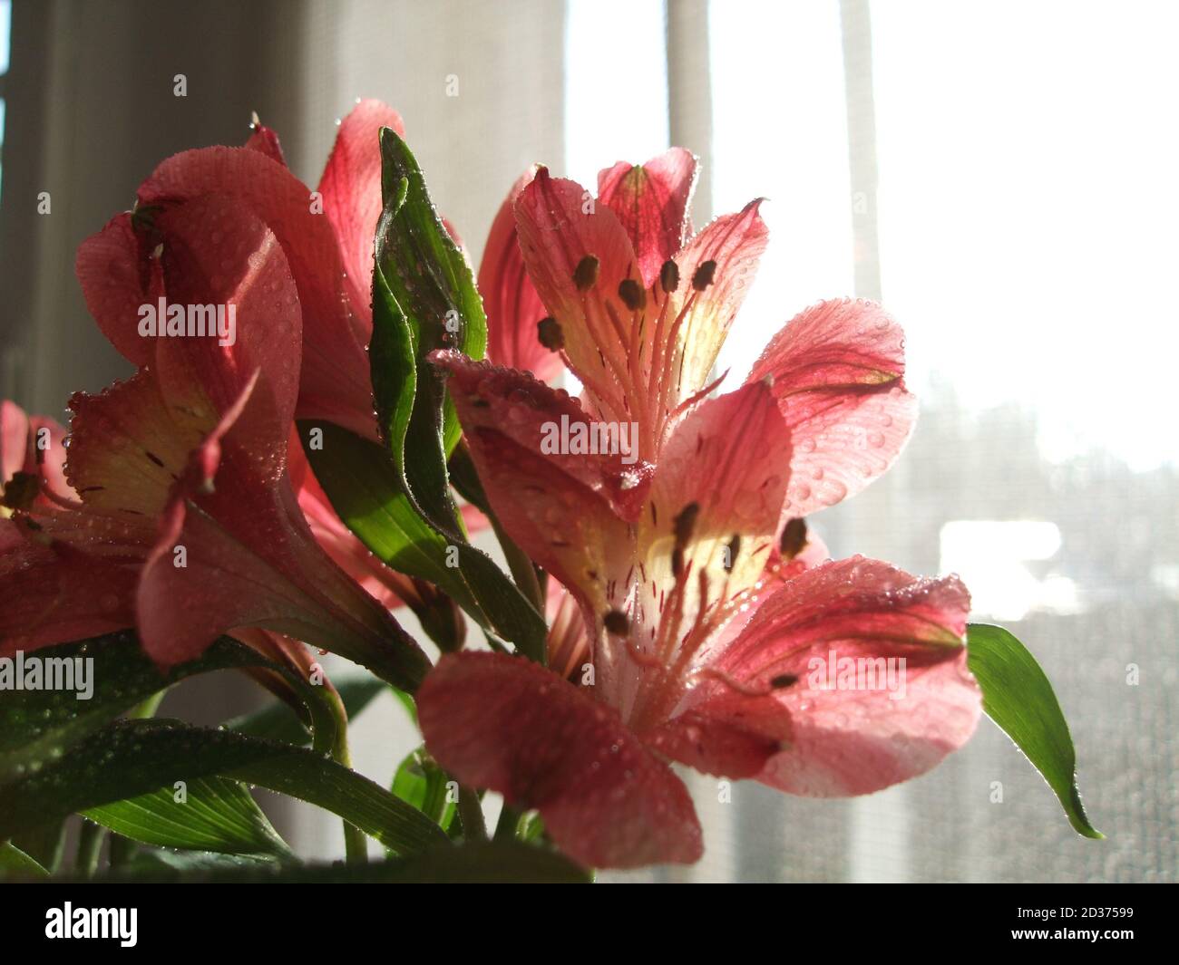 Eine Nahaufnahme von Alstroemeria Blume mit Tropfen Wasser vor einem Hintergrund zu Hause. Botanische Makrofotografie zur Illustration von Alstroemeria Stockfoto