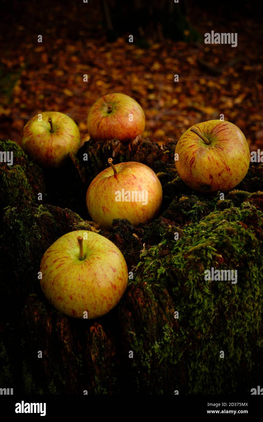 Windfall Äpfel auf einem Baumstumpf. Stockfoto