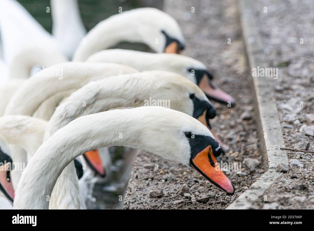 Schwäne in einer Herde, die an der Seite eines Sees gefüttert werden. Cygnus olor, mute Schwan, Fütterung, menschliche Interaktion mit Tieren, England Großbritannien Stockfoto