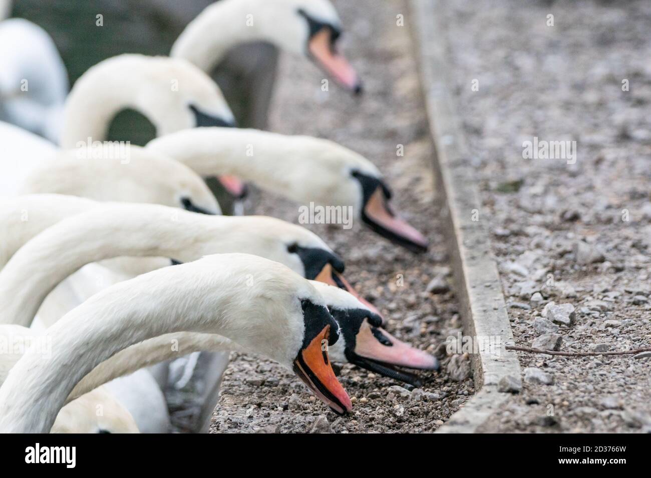 Schwäne in einer Herde, die an der Seite eines Sees gefüttert werden. Cygnus olor, mute Schwan, Fütterung, menschliche Interaktion mit Tieren, England Großbritannien Stockfoto