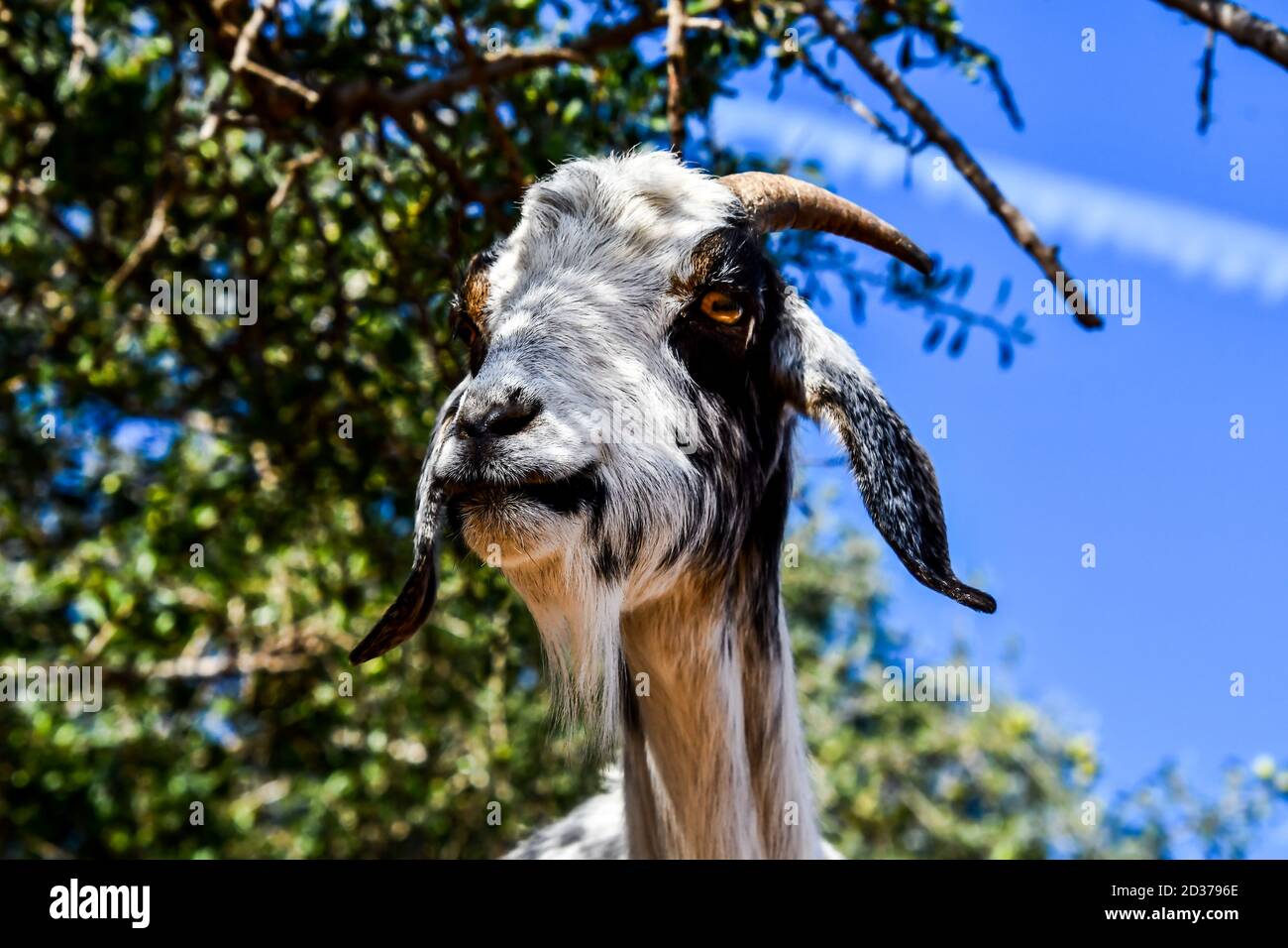 Arganbäume und die Ziegen auf dem Weg zwischen Marrakesch und Essaouira in Marokko Stockfoto
