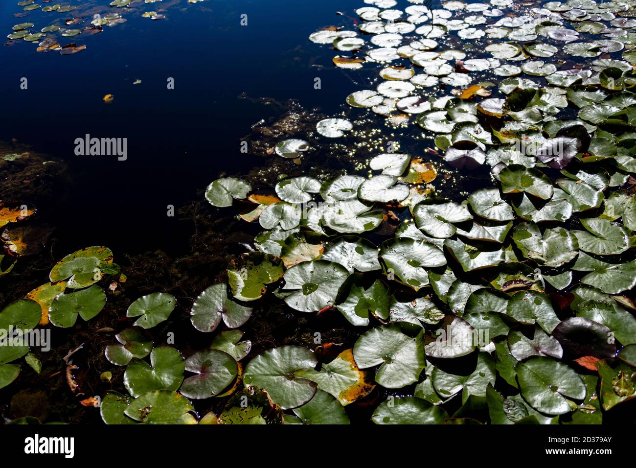 Tausend Seerosen Blätter auf dem tiefblauen Wasser von Der See an einem sonnigen Herbsttag Stockfoto