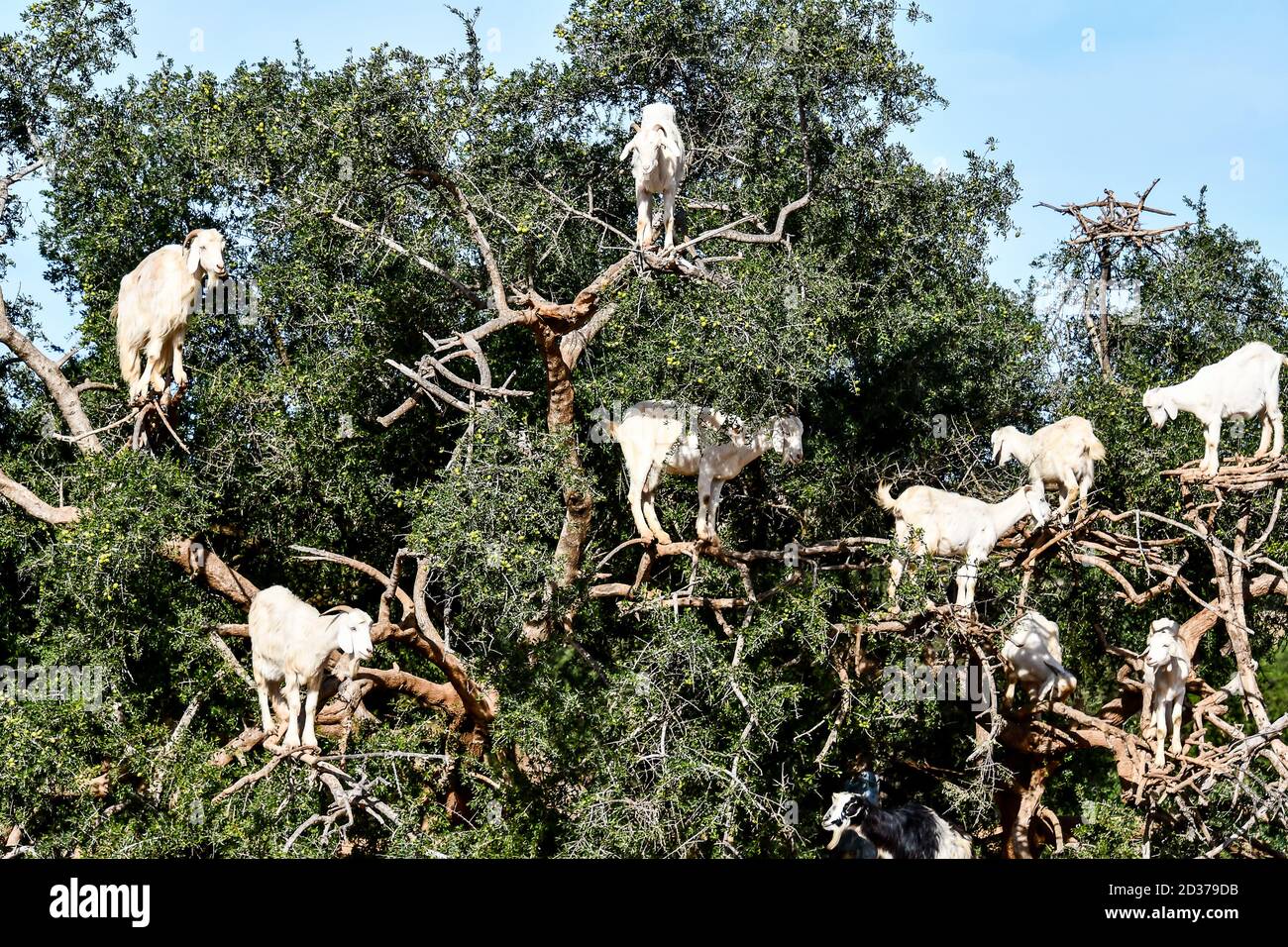 Arganbäume und die Ziegen auf dem Weg zwischen Marrakesch und Essaouira in Marokko Stockfoto