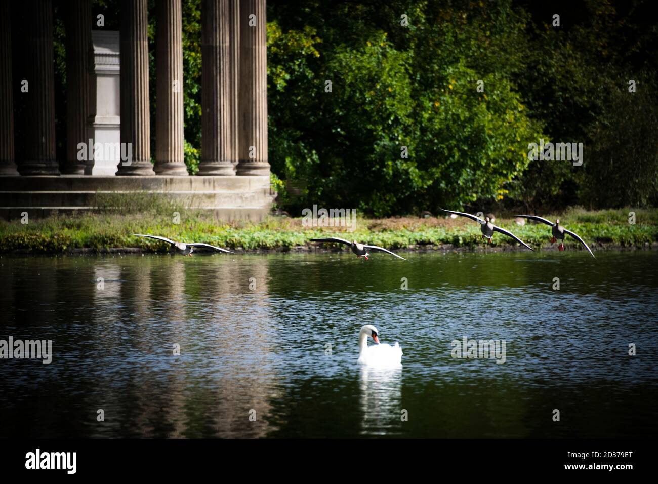 Enten fliegen über den See und ein weißer Schwan Ein grüner Hintergrund Stockfoto