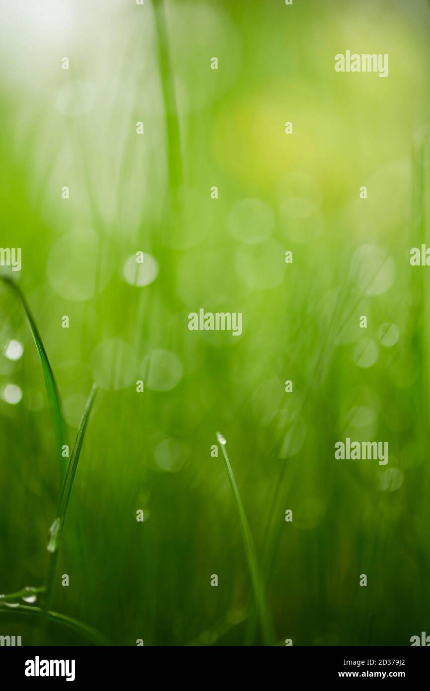 Tautropfen / Wassertropfen auf grünen Grasblättern Stockfoto