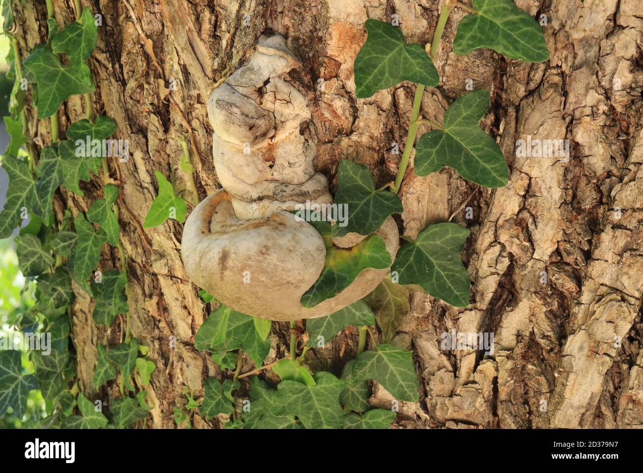 Baumpilze Putenschwanzpilz (Trametes versicolor) Wächst auf verfallendem Baumstamm und grünem Efeublatt Stockfoto