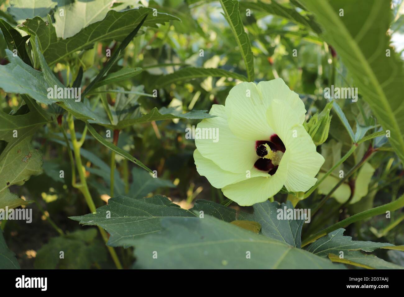 Okra oder Lady's Finger (Abelmoschus esculentus, Hibiscus esculentus), in Blüte Stockfoto