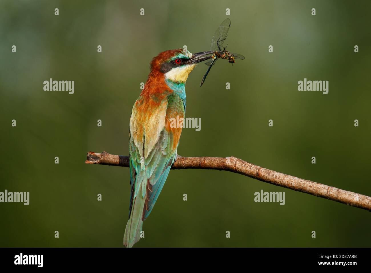 Bienenfresser, Merops apiaster. Der farbenprächteste Vogel Eurasiens. Ein Vogel fing eine Libelle Stockfoto