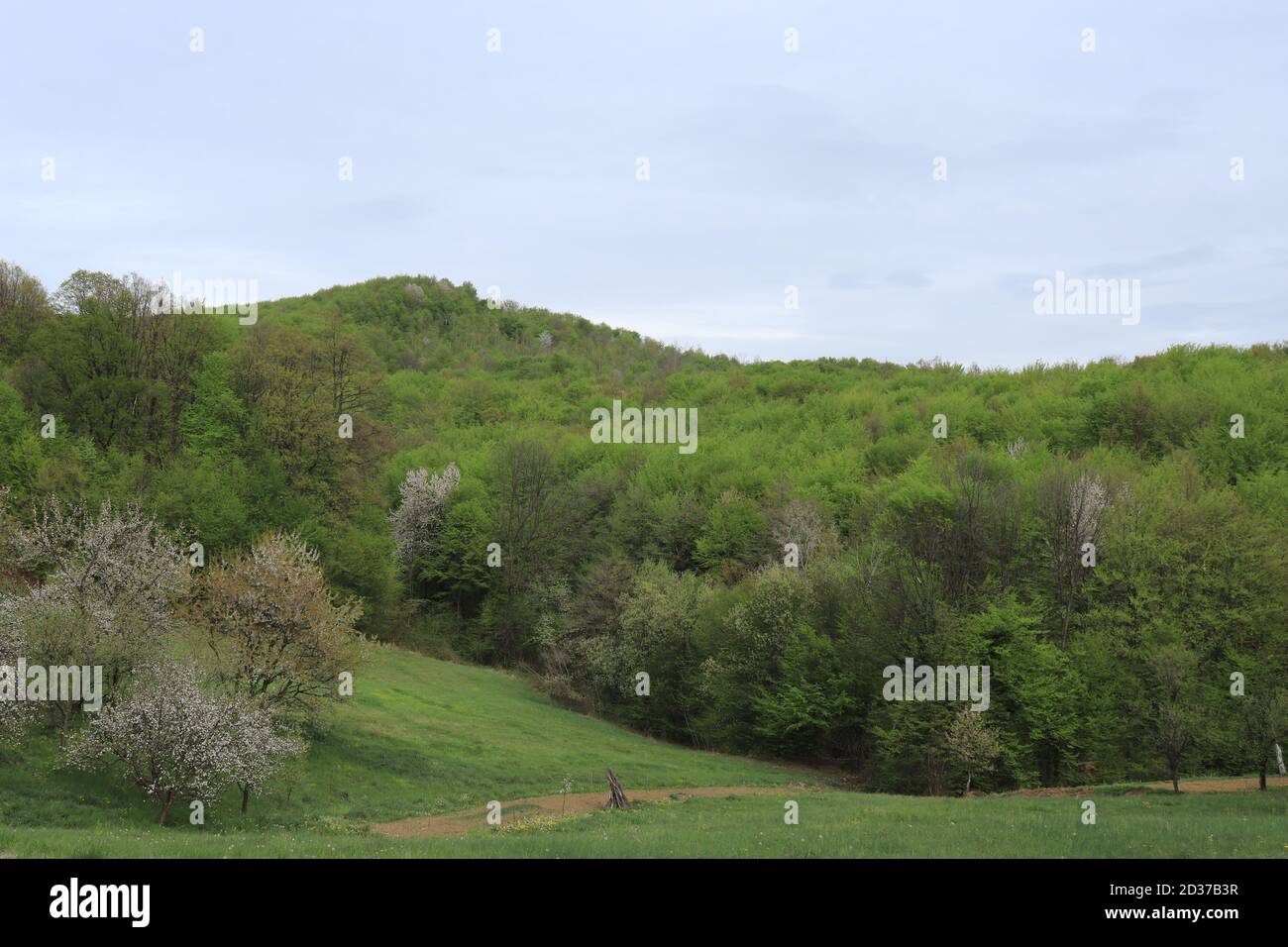 Grüne grasbewachsene und bewaldete Gebiete Stockfoto