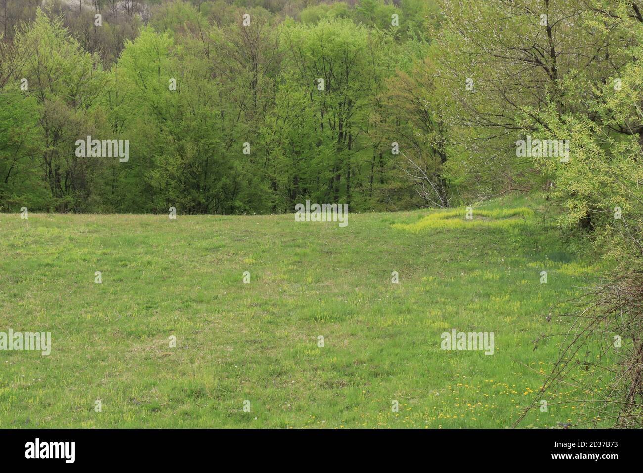 Grüne grasbewachsene und bewaldete Gebiete Stockfoto