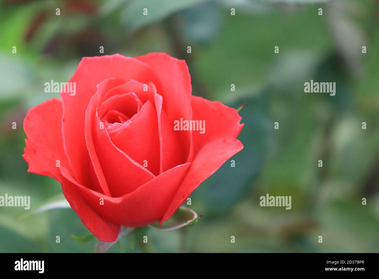 Schöne gesunde blühende Rose im Garten und eine verschwommene Gartenhintergrund Stockfoto