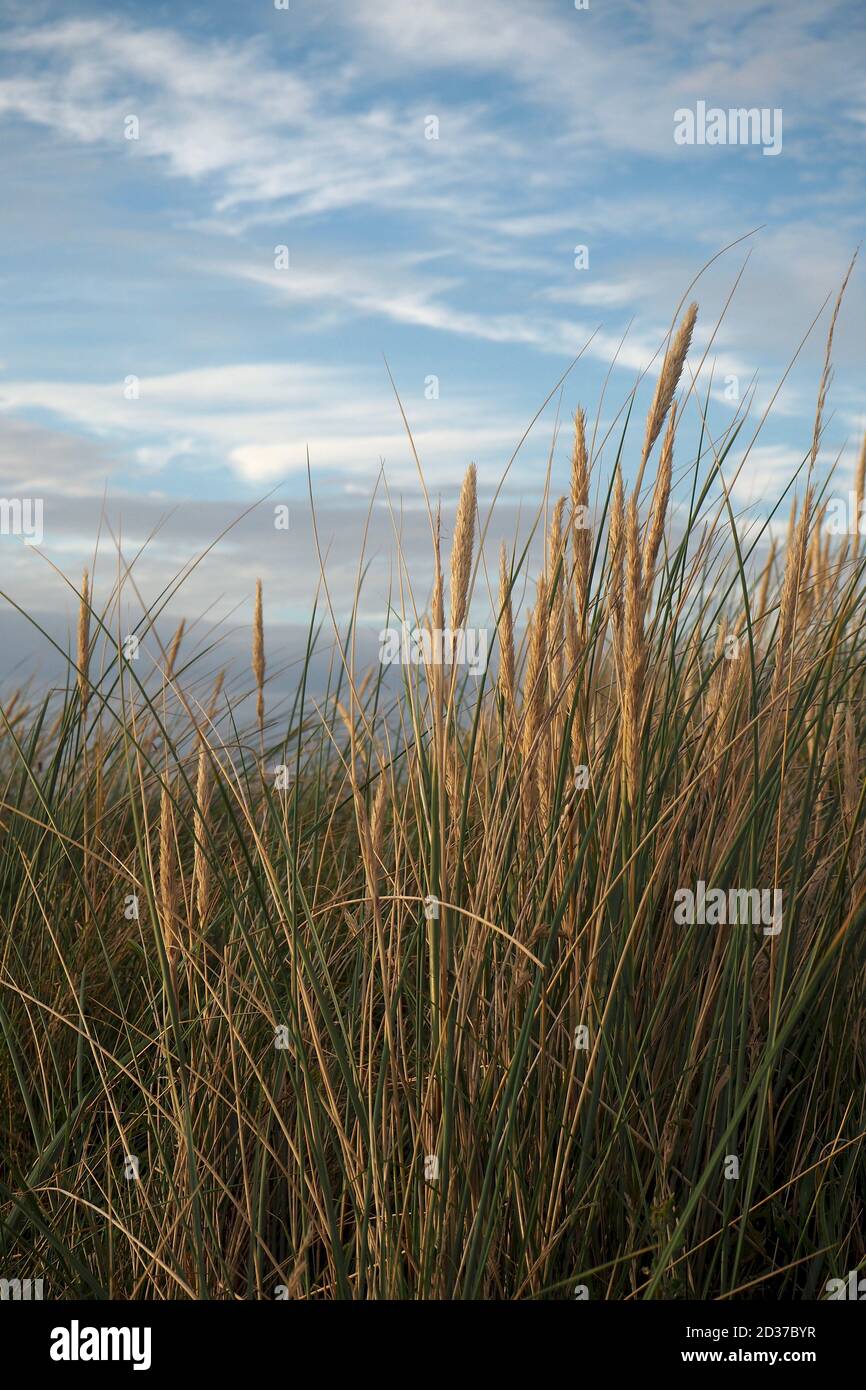 Grashalme mit blauem Himmel dahinter Stockfoto