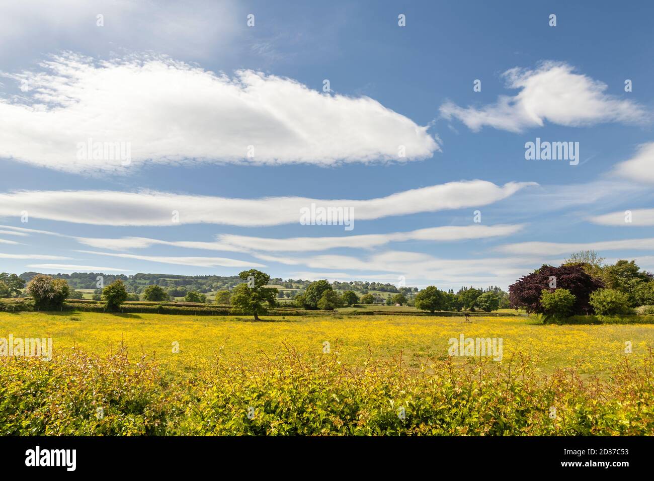 Eine wilde Blumenwiese in voller Blüte, North Shropshire Stockfoto