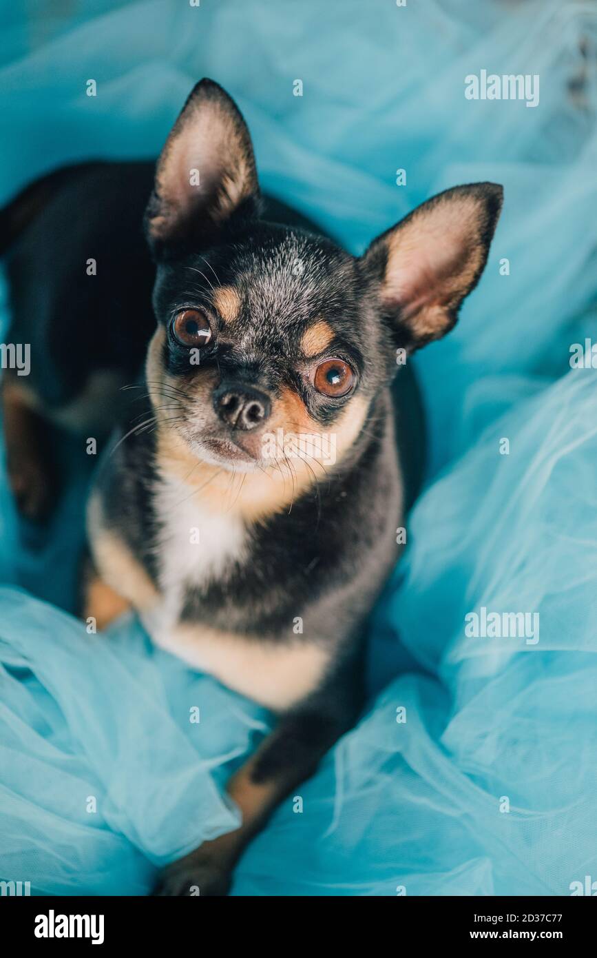Chihuahua und blaues Tuch. Ein chihuahua Hund sitzt oder steht auf einem blauen Tuch. Hund auf der Straße. Mini chihuahua. Stockfoto