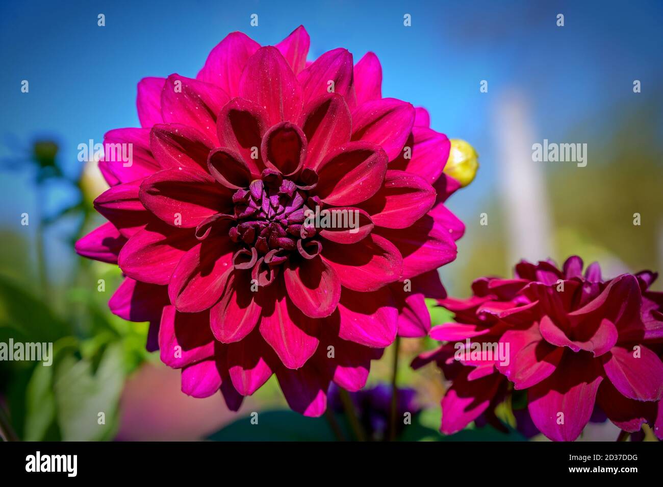 Flieder gefärbte Blüte einer Dahlie bei Sonnenschein Stockfoto