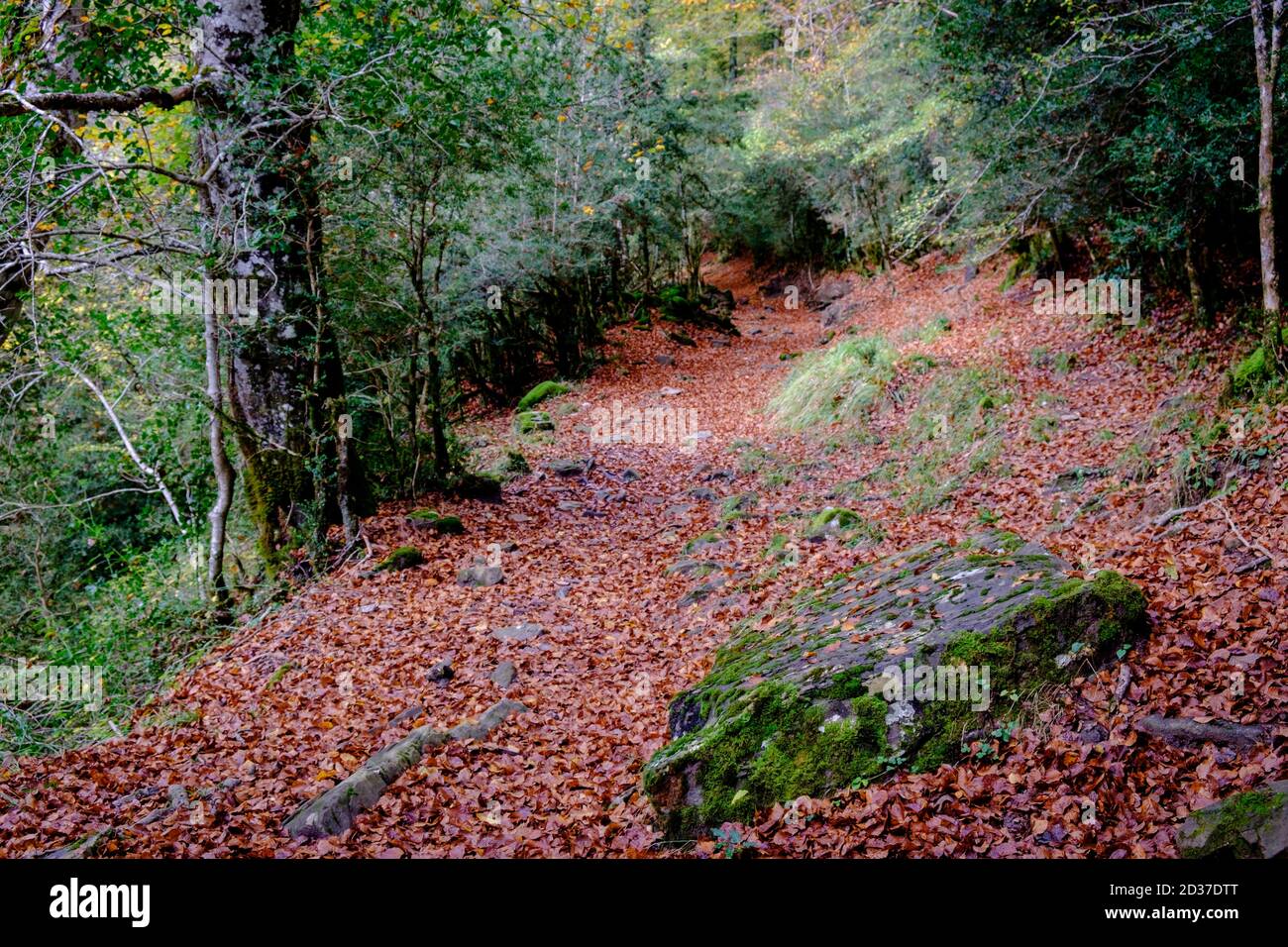 hojas de arboles caducifolios, sendero de Zuriza, valle del rio Veral, Parque natural de los Valles Occidentales, Huesca, cordillera de los pirineos, Stockfoto