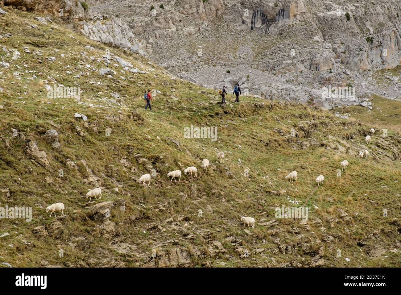 rebaño de ovejas, collado de Linza, Parque natural de los Valles Occidentales, Huesca, cordillera de los pirineos, Spanien, Europa Stockfoto