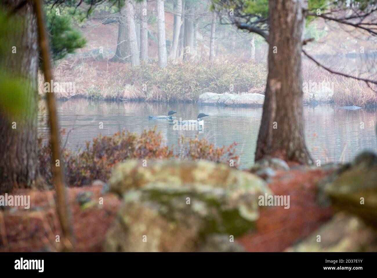 Seetaucher im frühen Morgennebel, Frühfrühling im Norden von Ontario, Kanada Stockfoto