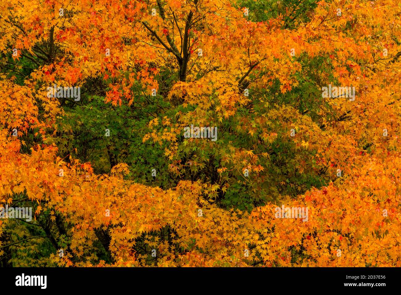 Ahornbäume in Herbstfarben in einem Bellevue Garten, Washington State, USA. Stockfoto