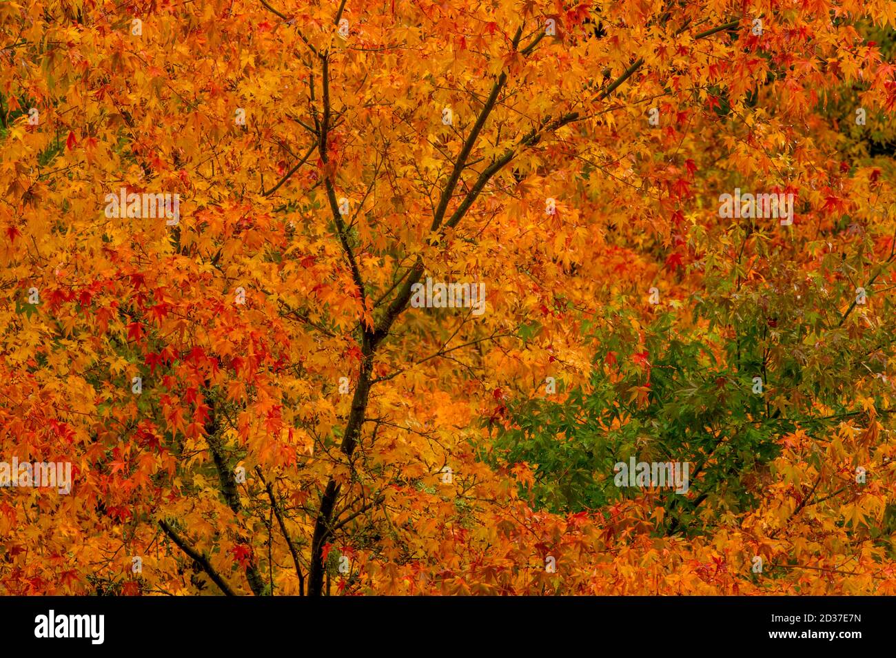 Ahornbäume in Herbstfarben in einem Bellevue Garten, Washington State, USA. Stockfoto