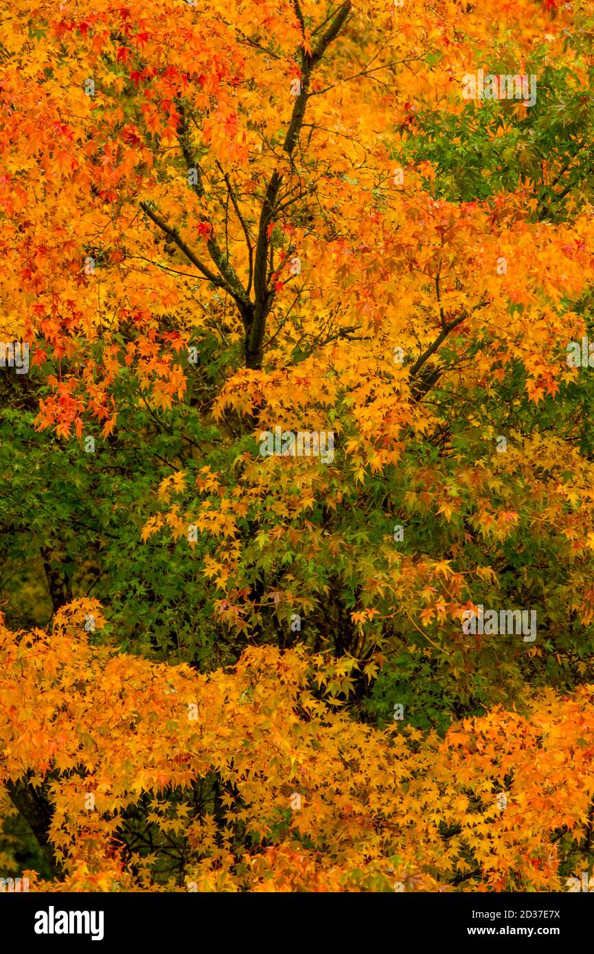 Ahornbäume in Herbstfarben in einem Bellevue Garten, Washington State, USA. Stockfoto