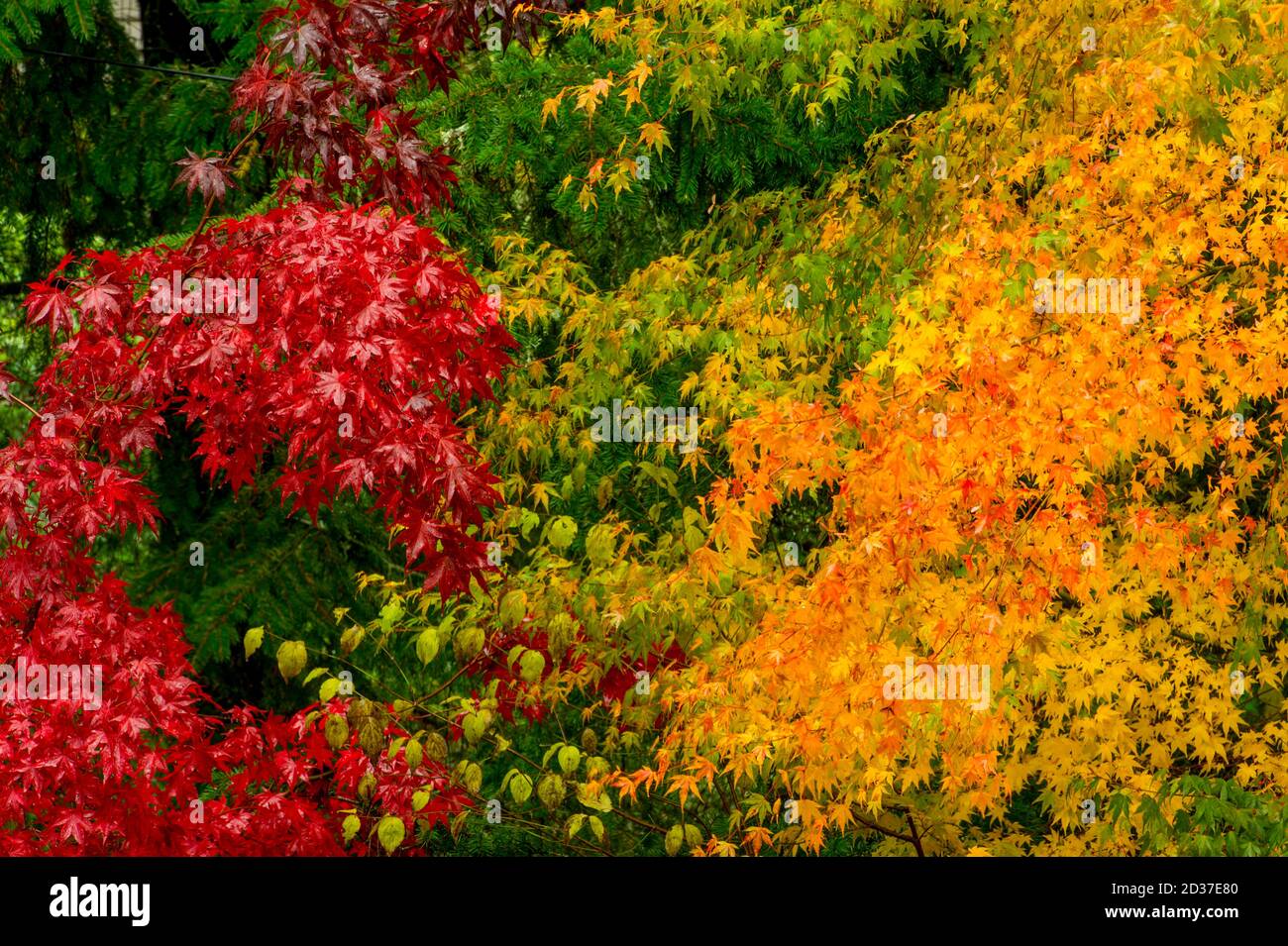 Ahornbäume in Herbstfarben in einem Bellevue Garten, Washington State, USA. Stockfoto
