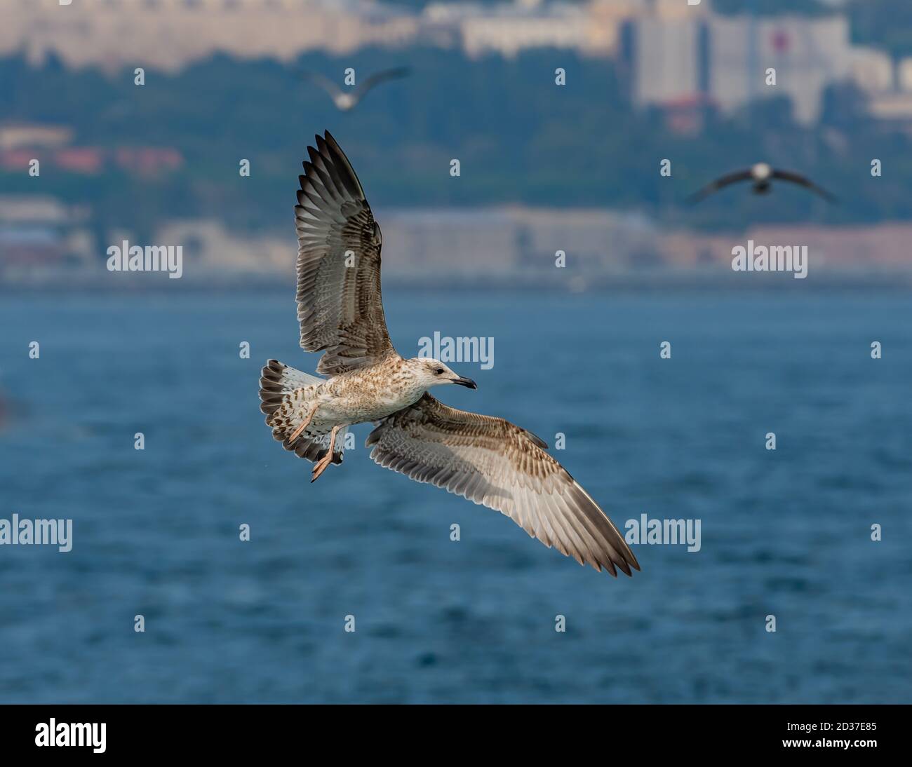 Möwe im Flug Stockfoto